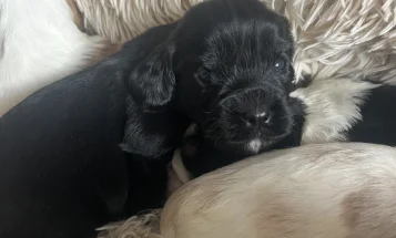 Mixed Breed
