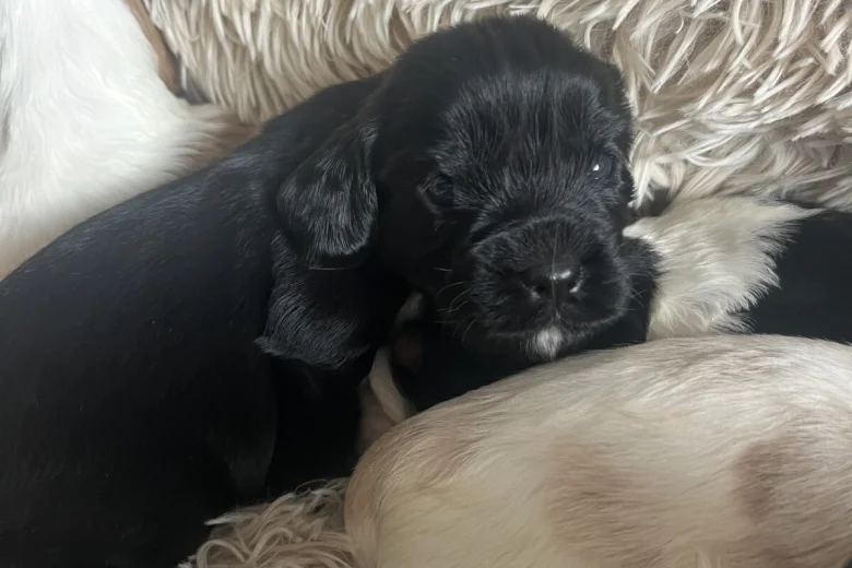 Mixed Breed