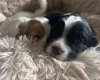 Mixed Breed