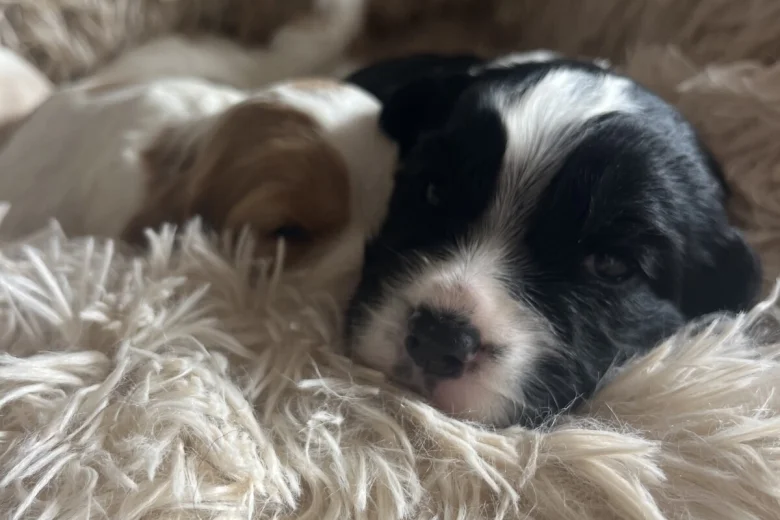 Mixed Breed