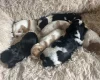 Mixed Breed