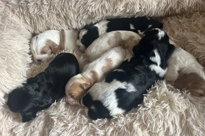 Mixed Breed