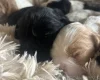 Mixed Breed