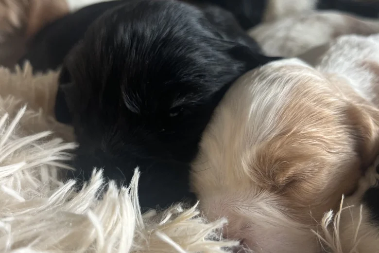 Mixed Breed