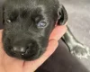 Mixed Breed