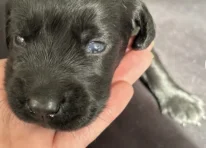 Puppy 2