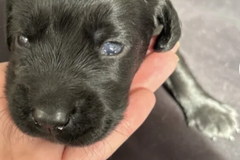 Mixed Breed