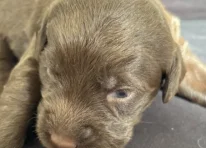 Puppy 5