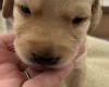 Mixed Breed