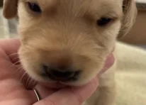 Puppy 6