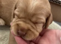 Puppy 4