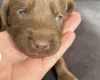 Mixed Breed