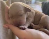Mixed Breed