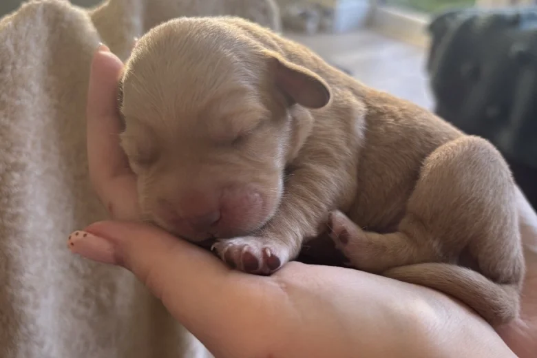 Mixed Breed