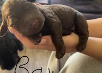 Puppy 3