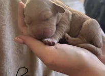 Puppy 1