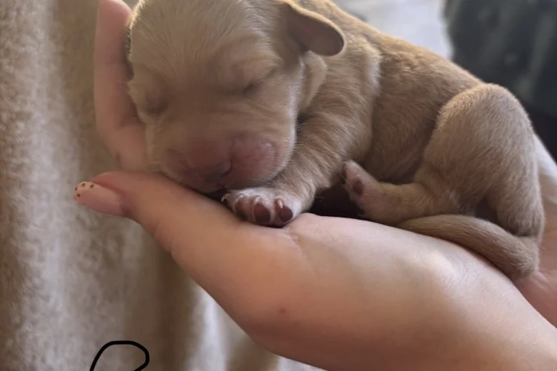 Mixed Breed