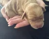 Mixed Breed