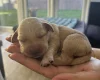 Mixed Breed
