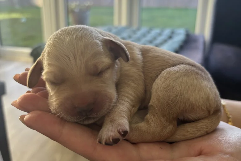 Mixed Breed