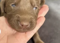 Puppy 7
