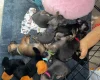 Mixed Breed