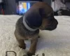 Mixed Breed