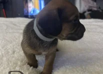 Puppy 2