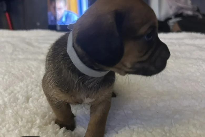 Mixed Breed