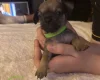Mixed Breed