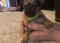 Puppy 3