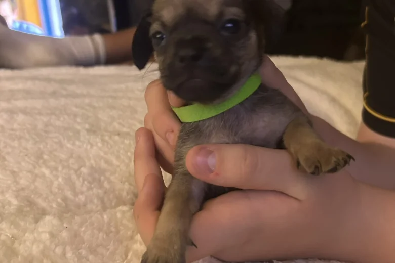 Mixed Breed