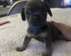 Mixed Breed