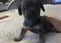 Puppy 1