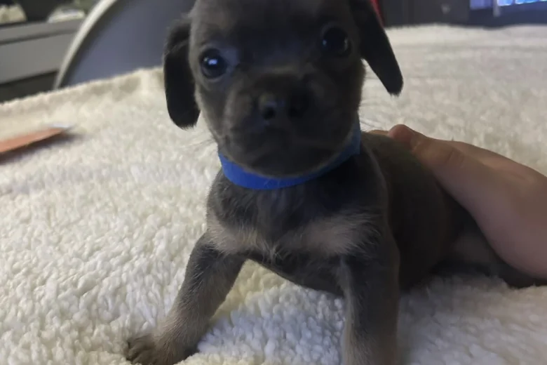 Mixed Breed