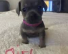 Mixed Breed