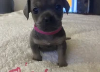 Puppy 4