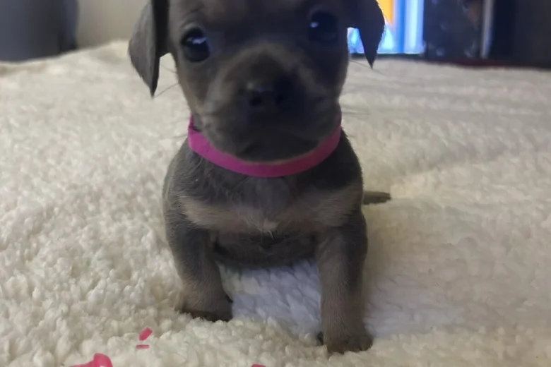 Mixed Breed