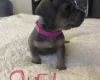 Mixed Breed