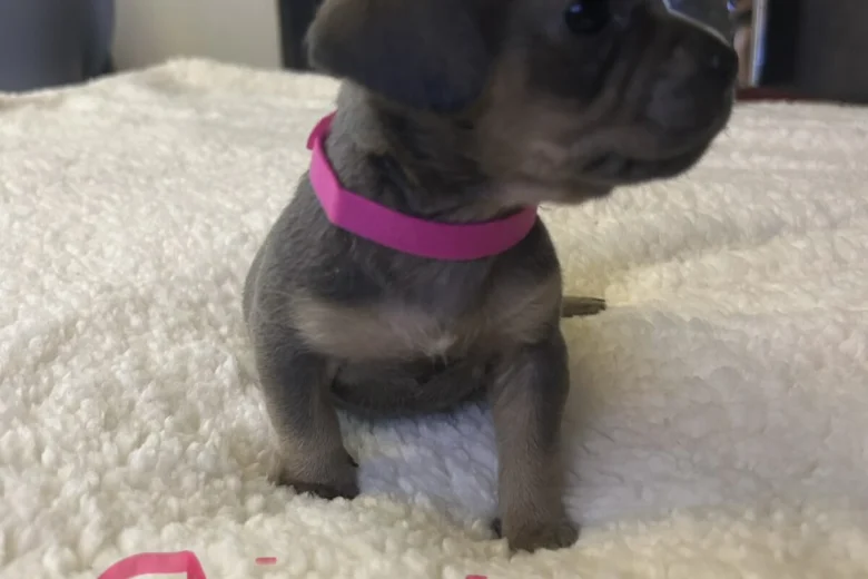 Mixed Breed