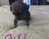 Mixed Breed