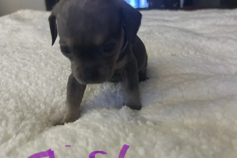 Mixed Breed