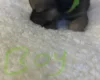 Mixed Breed