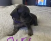 Mixed Breed