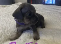 Puppy 5