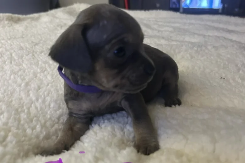 Mixed Breed