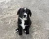 Mixed Breed