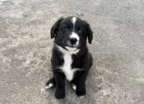 Puppy 2