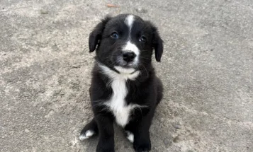 Mixed Breed