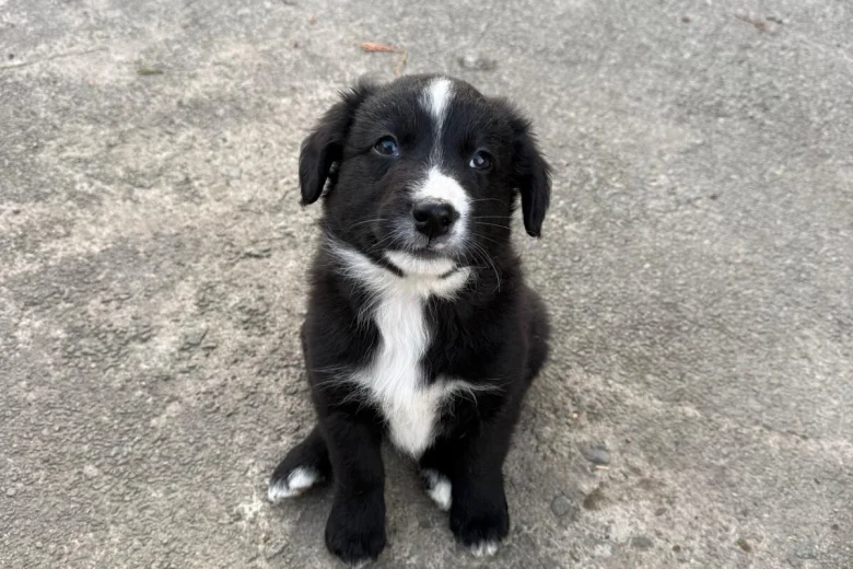 Mixed Breed
